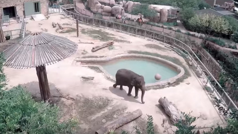 Free Lucky…kill Lucky? Endangered elephant’s life hangs in balance as animal group sues zoo