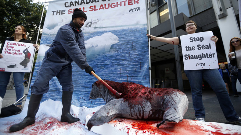Sea Shepherd slams Greenpeace for seal harvest support