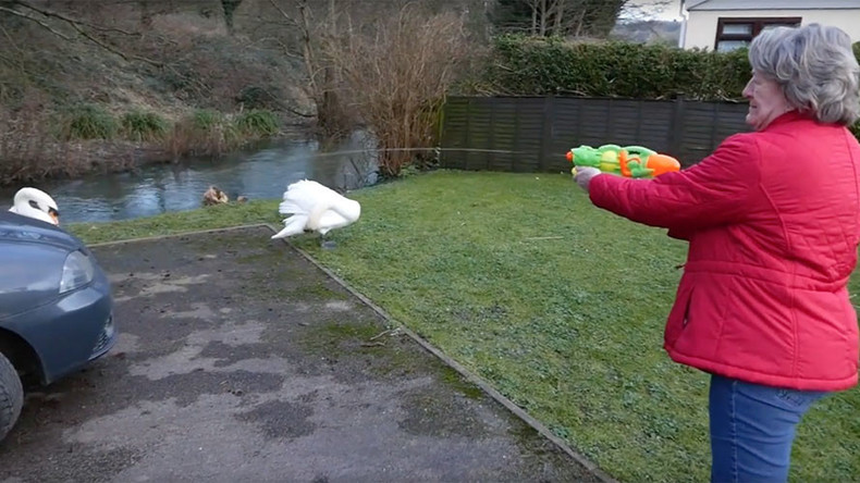 Angry birds: Brits fend off swans with water pistols, walking sticks