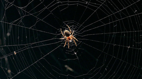 George Orweb: Spiders blamed for blocking CCTV cameras