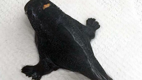A fish with legs? New Zealand experts to identify unknown deep sea creature