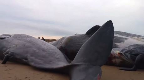5th beached sperm whale discovered in eastern England