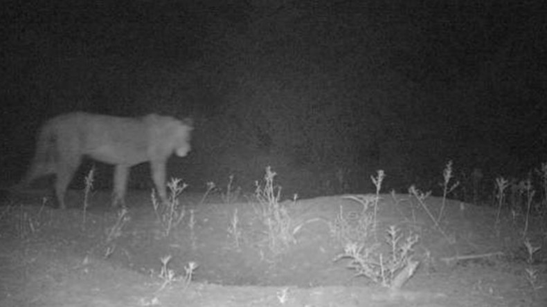 ‘Lost lions’ located in Africa: Conservationists find evidence of new prides in the wild