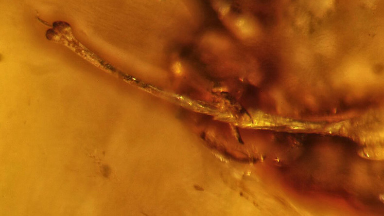 Call your doctor immediately: Spider sports 99-million-year erection