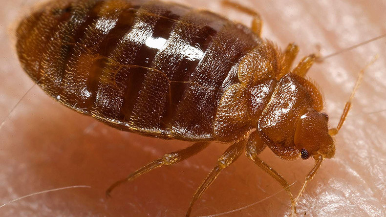 So long, bloodsuckers: Scientists crack bedbug genetics, plan its demise