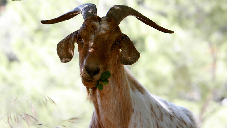 'Leave my goats alone': Owner makes plea to serial goat rapist