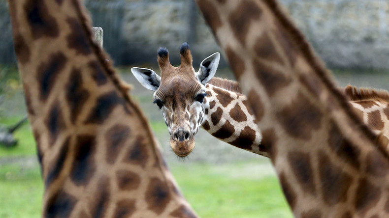 Smokin’ bones: Photo of giraffe ‘getting high’ creates joy, then confusion