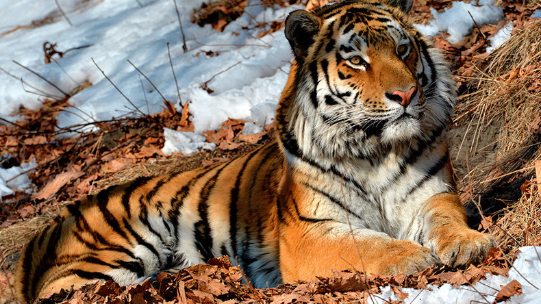 Fugitive Amur tiger caught roaming near residential district in Russian city (VIDEO)