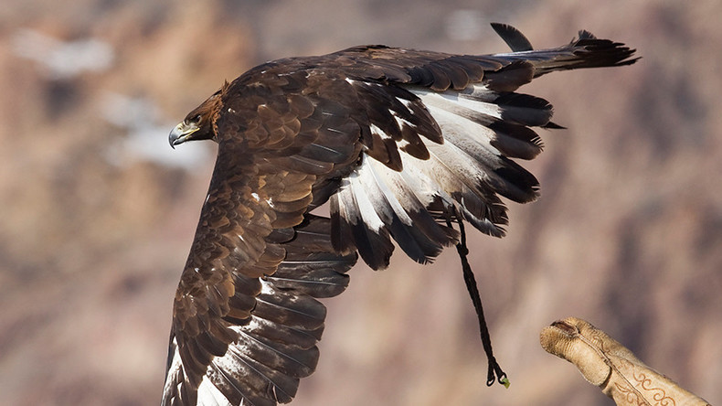 Scotland Yard mulls deploying eagles against hostile drones in London skies