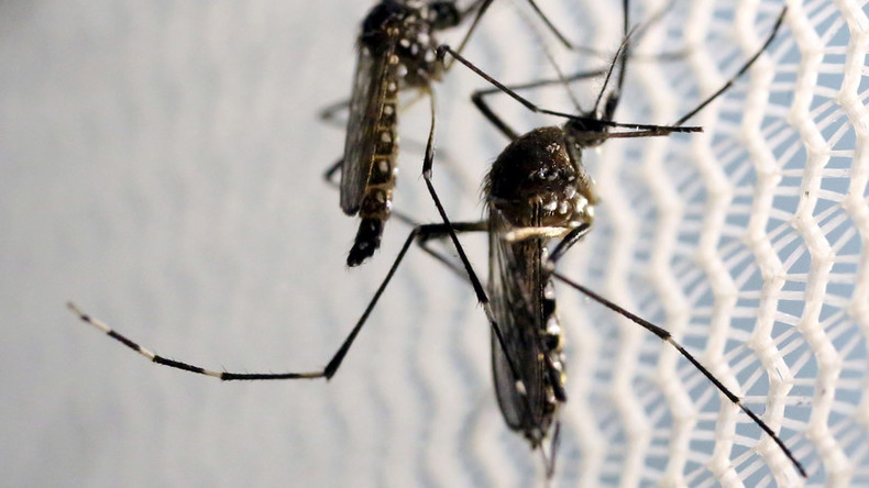 Cure? British scientists breed Zika-preventing mosquitoes