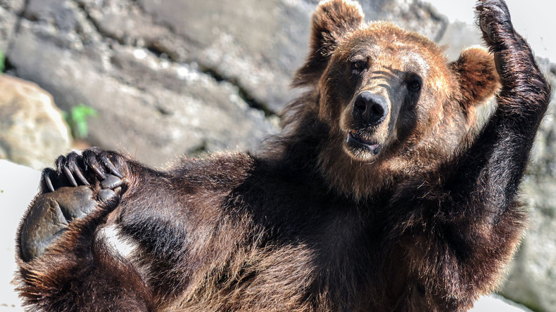 Bears’ gut microbes help stave off ill effects of the munchies – research