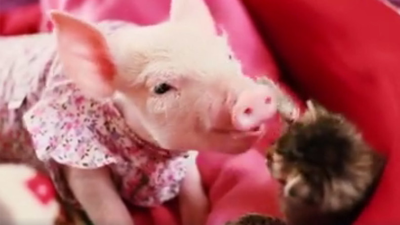 Too cute to handle: Kitten and piglet BFFs