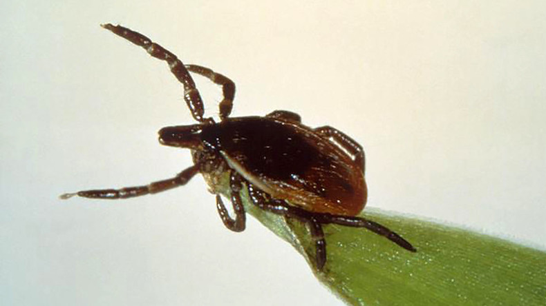 New Lyme disease bacteria discovered – US national health agency