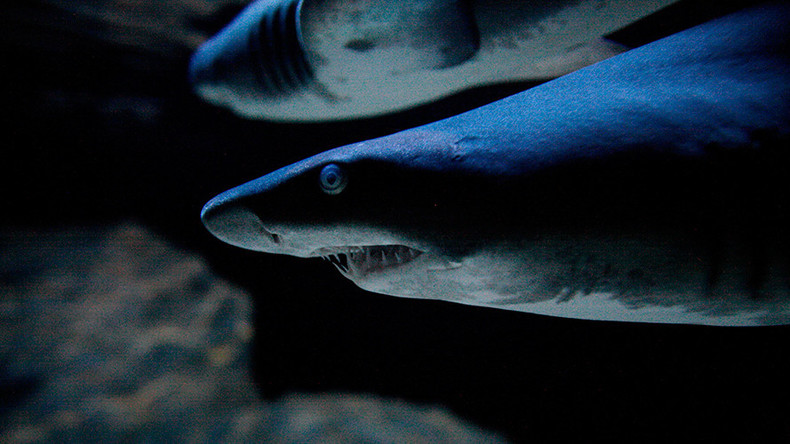 Farewell, tooth loss! Humans could soon regrow teeth like sharks, study