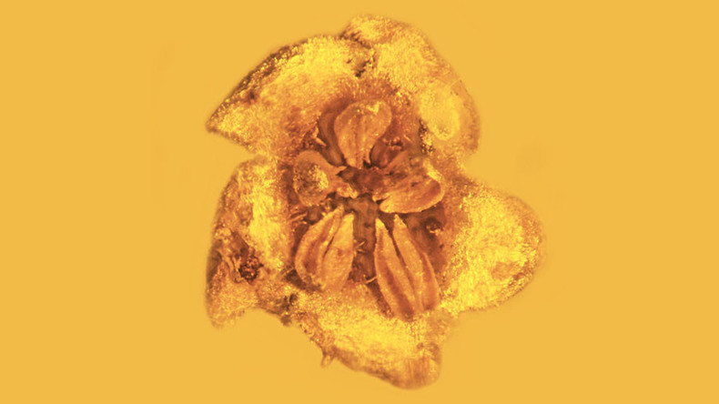 15-million-year fossilized flowers discovered preserved in amber (PHOTOS)