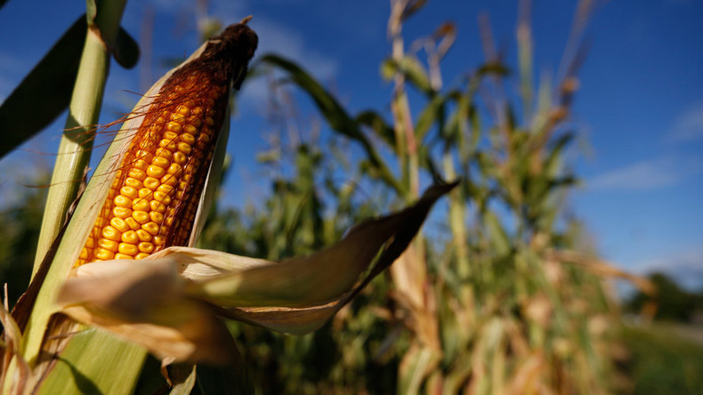 FDA to test food for Monsanto weedkiller