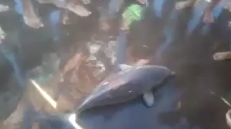 Twitter condemns ‘selfish & brain dead’ selfie posers after death of baby dolphin (VIDEO)