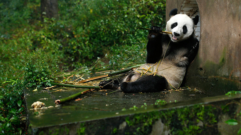 Wanted: Human pandas for zoo who don’t mind sitting around all day 