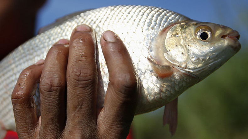 Gills and pills: Fish testing positive for cocaine, anti-depressants