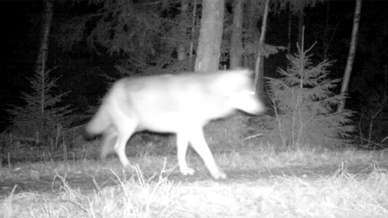 Wild wolf caught on camera for 1st time in Sweden (VIDEO)