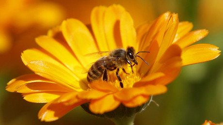 Major pesticide brand dropping bee-killing chemical