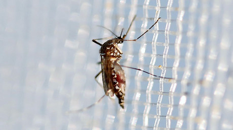 WHO backs GM mosquitoes & bacteria to fight Zika virus