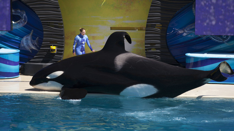 SeaWorld halts captive breeding of killer whales