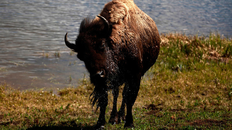 Roaming once more: Bison to return to Montana reservation after 140 years
