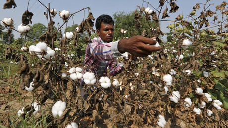 ‘Greed has to end’: India urges Monsanto to accept GM-cotton royalty cuts or leave market