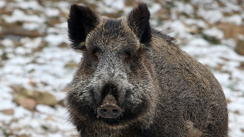 Wild radioactive Fukushima boars breed like rabbits, ravage local countryside