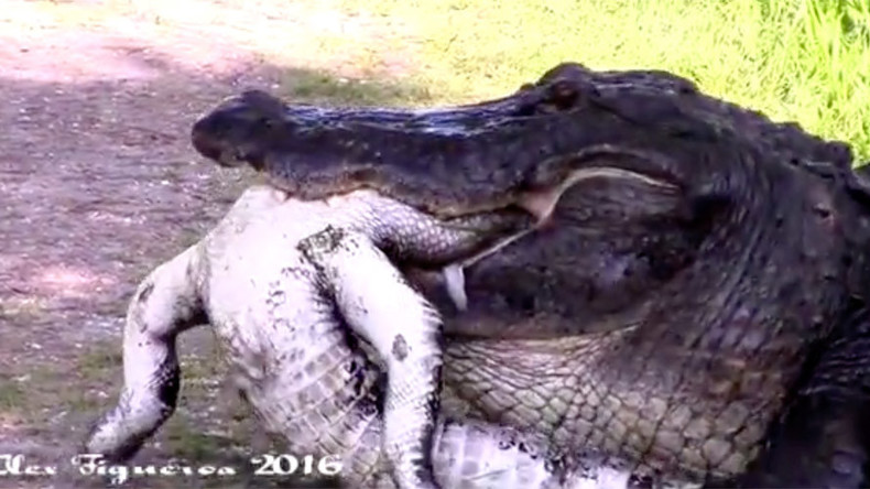Circle of life: Gator eats another gator