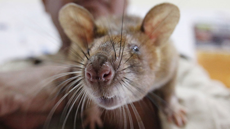 Pest fest: Major US cities struggle with growing rodent problems