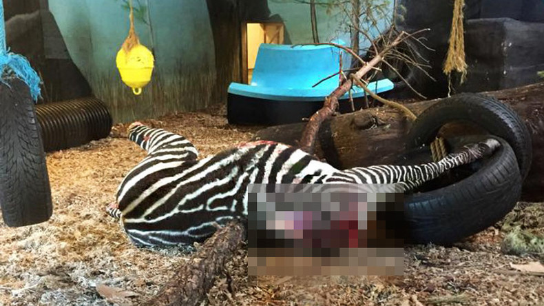 Zebra beheaded, fed to tigers in front of kids at Norway zoo