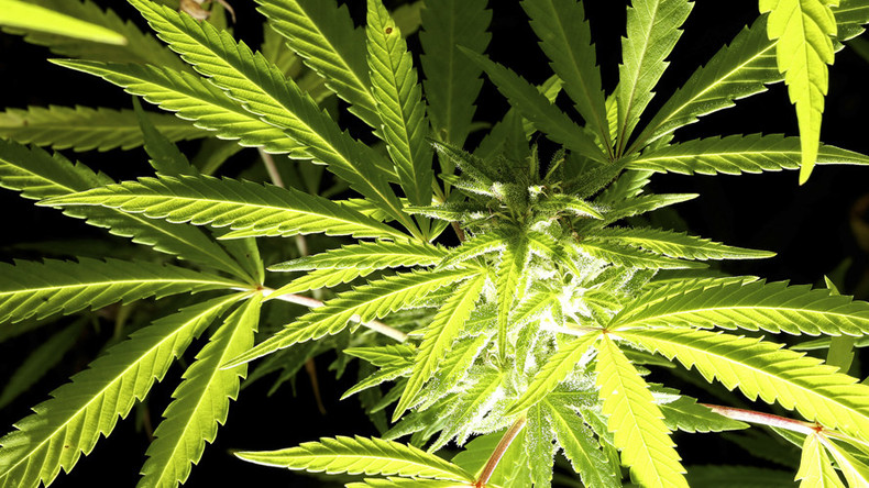 Germany to legalize medical marijuana