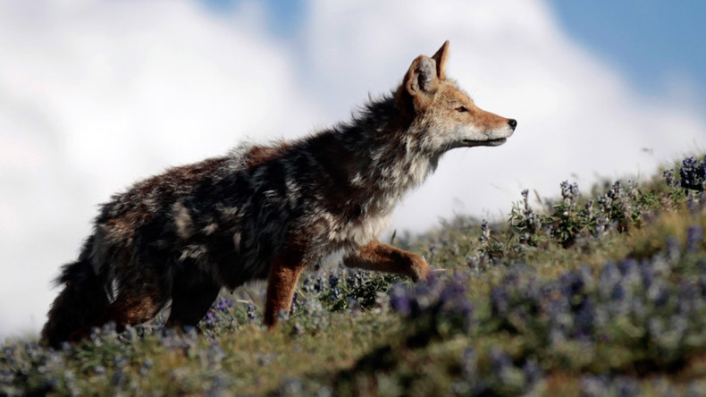 Poop scoopers: National Park Service recruits volunteers for coyote scat sweep