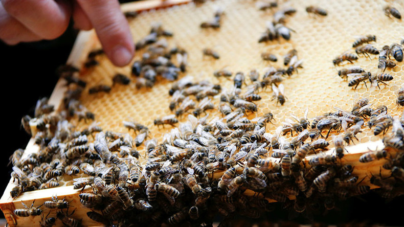 Bee genocide: Nearly half of US honey hives collapsed in past 12 months