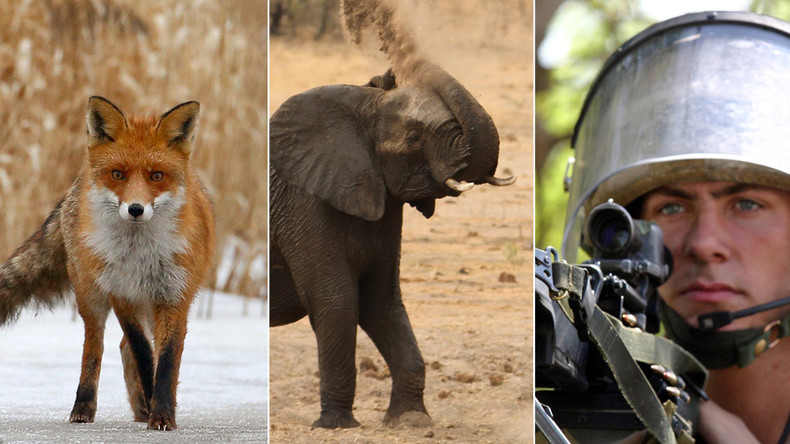 Man vs Wild: British soldiers routed by elephants, cows & foxes