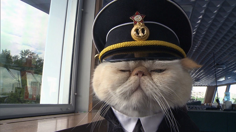 Russian sailor cats melt hearts of passengers cruising between Moscow and St. Petersburg (PHOTOS)