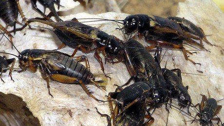 'We're popularizing insect-eating': Japanese uni crowdfunds cricket farming tech