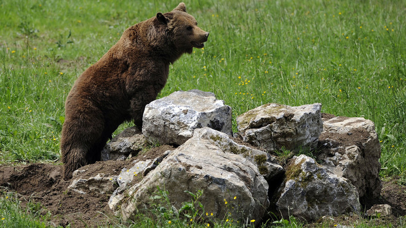 Young bear sabotages 3,000-strong Finnish army drill prompting them to take cover 