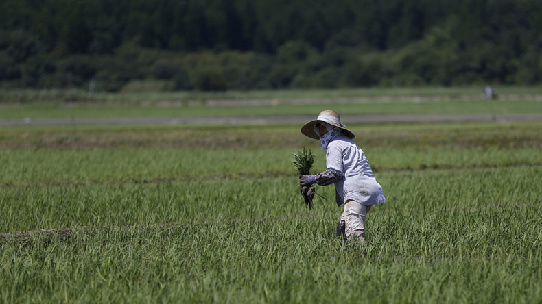 Fukushima rice to be sold in Britain 