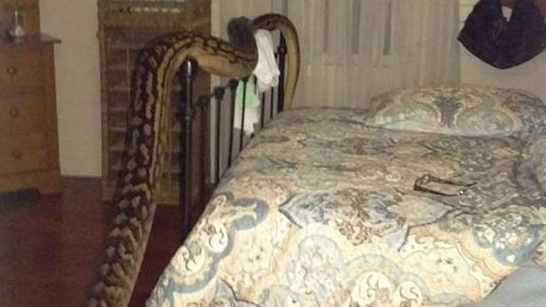 Aussie woman wakes up to 5-meter python in bedroom (VIDEO)