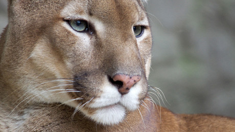 Mom fights off mountain lion to save young son, suffers barely a scratch