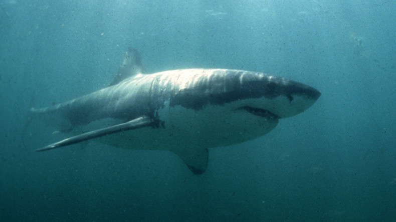 ‘Sharktivity’ app launched to detect great whites swimming off coast of Cape Cod 