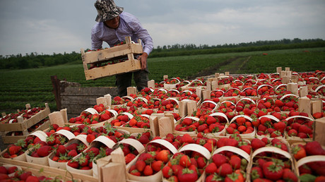Russian food exports to double by 2025 thanks to international sanctions