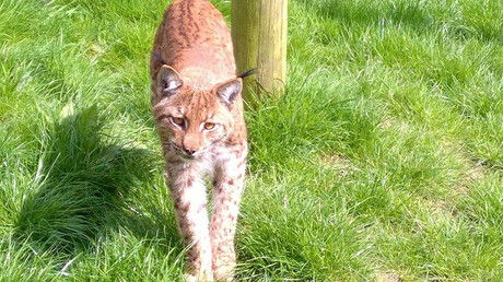 Lynx on the loose: Massive 4-day hunt for elusive big cat after zoo break