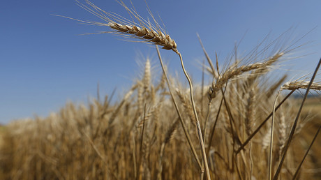 Unauthorized GMO wheat plants found growing in Washington state