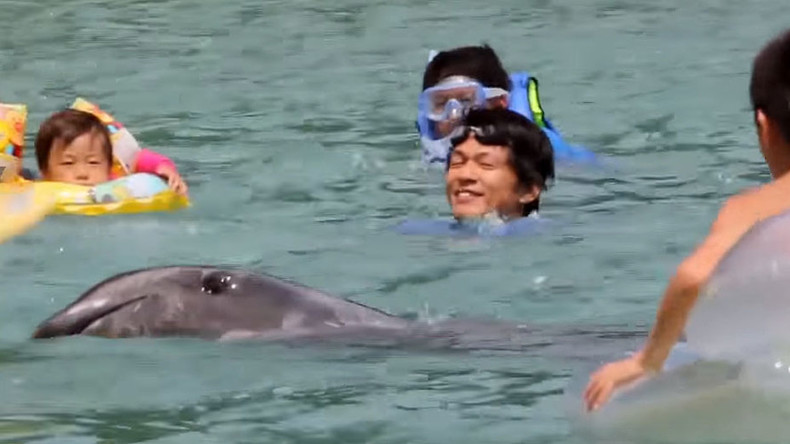 Death row dolphins: Tourists frolic with sea mammals ahead of Japan’s annual slaughter (VIDEO)