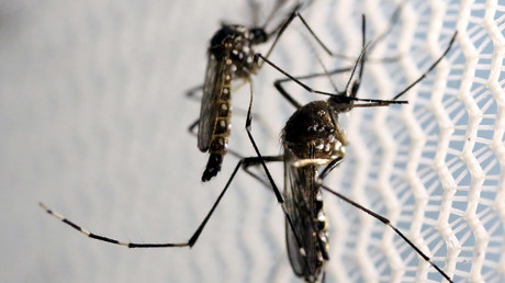 ’Politics of Zika are garbage’: Florida lawmaker brings 100 mosquitoes onto House floor