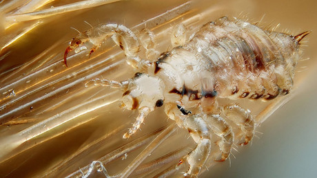 Mutant crayfish invading the world originates from 1 single female